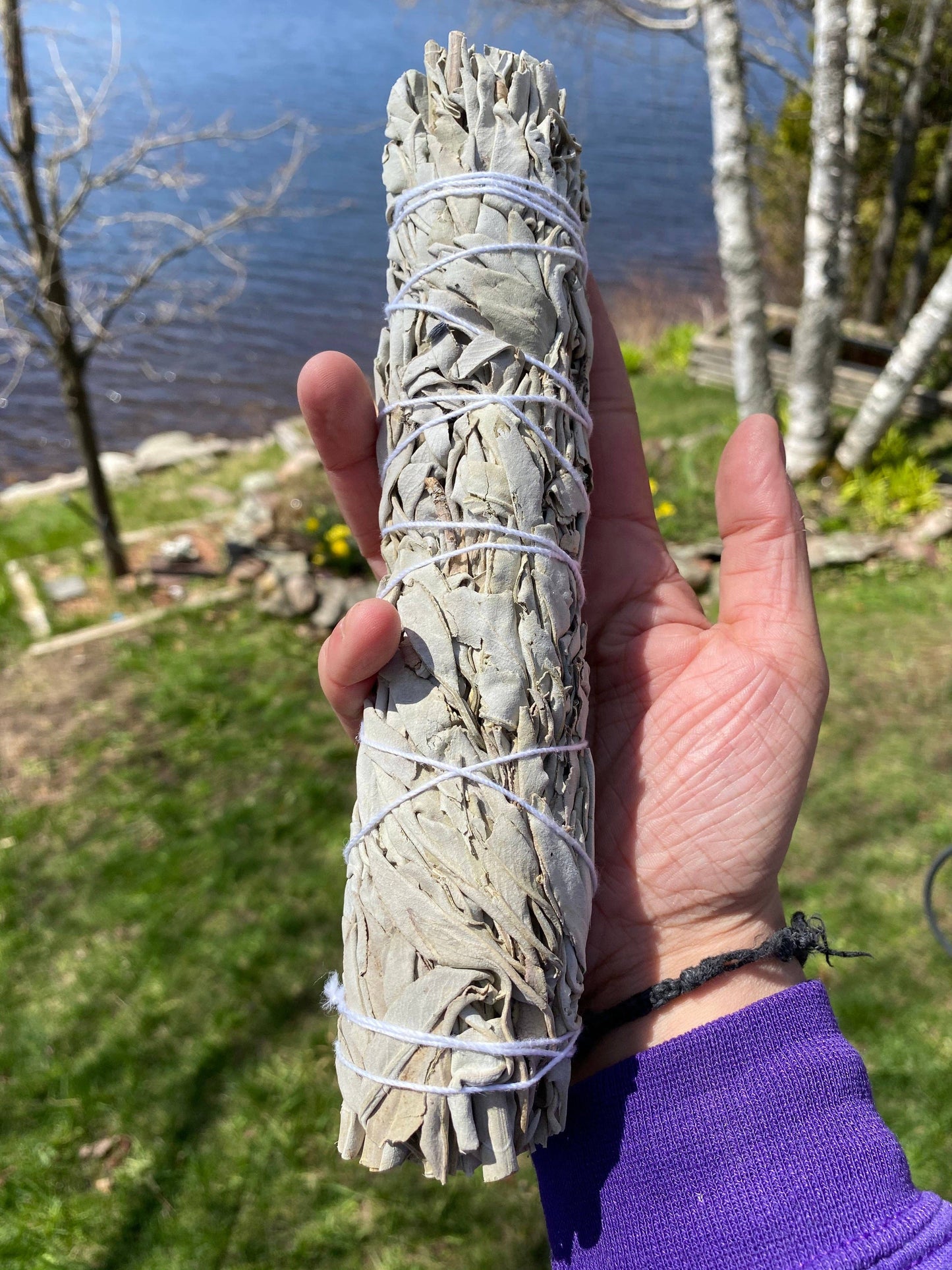 8-9” White Sage Smudging Sticks