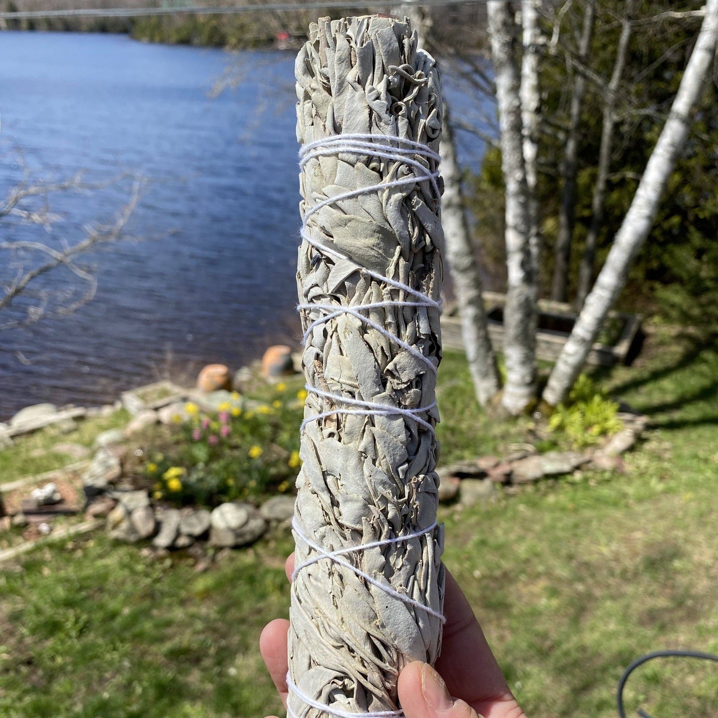 8-9” White Sage Smudging Sticks
