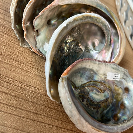 Abalone Shells